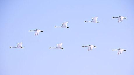 《守望先锋》虎年新春活动1月26日上线 “猛虎啸春”